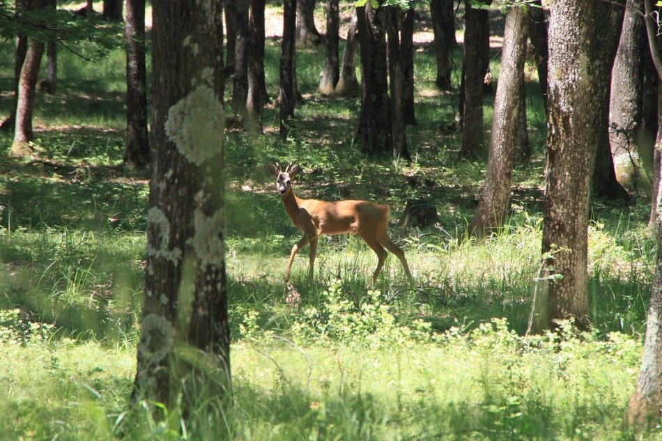 young deer beyond the trees