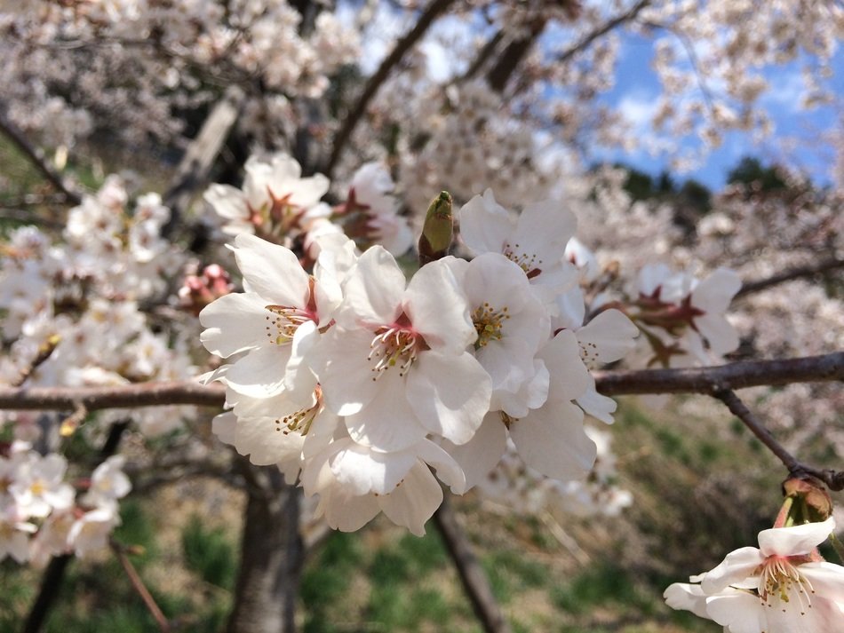 japanese cherry in the garden