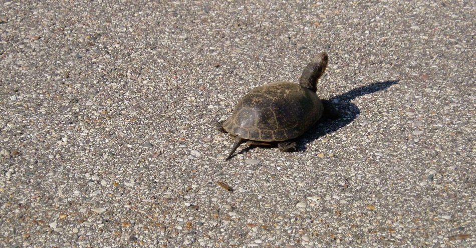 lonely cute turtle on road crawl