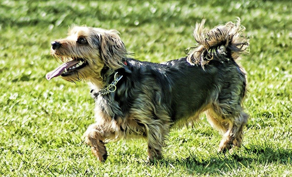 Picture of the terrier dog