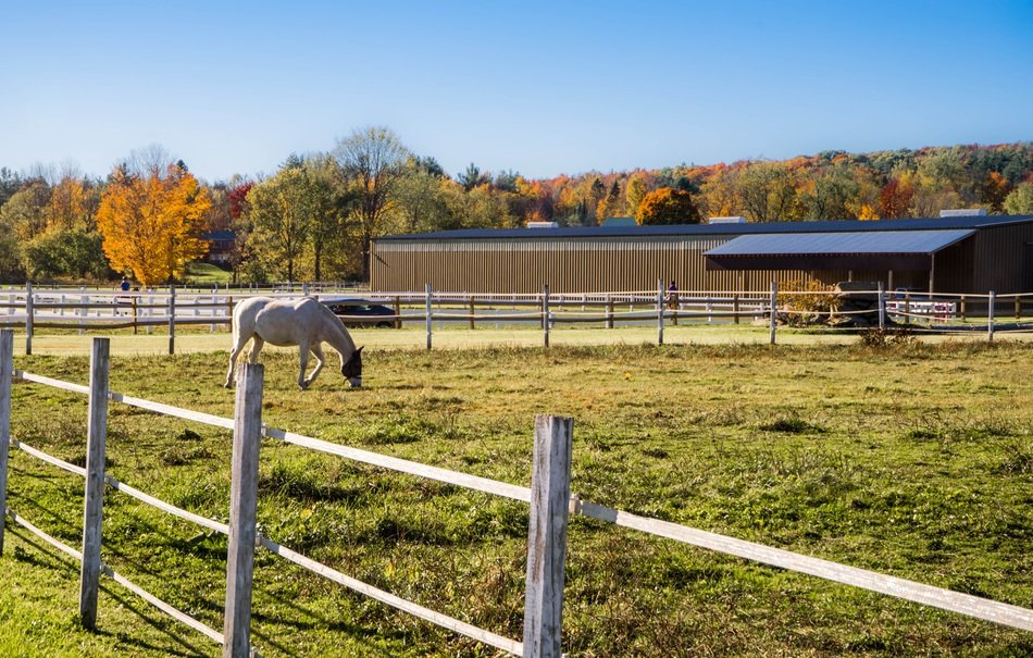 White horse on pasture wooden fence farm view