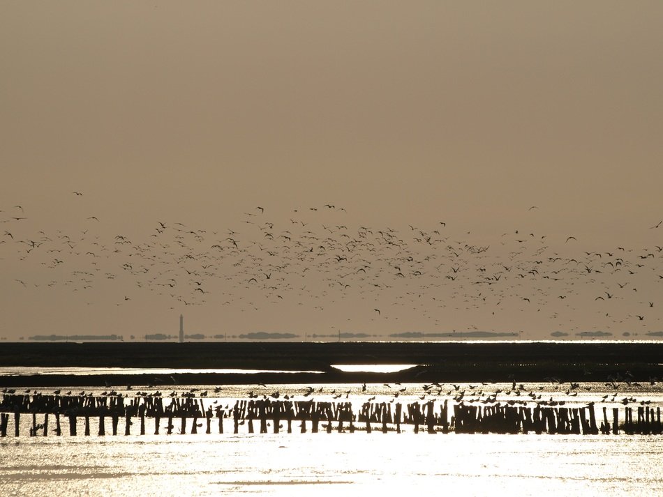flock of birds above glistening sea