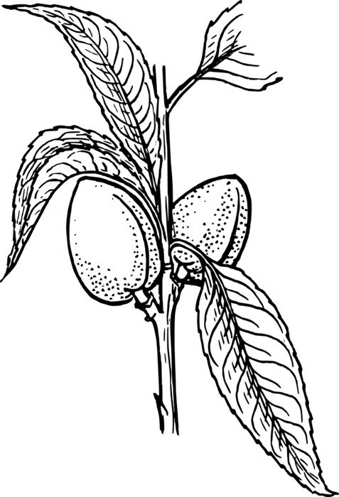 Black and white graphic image of a almond branch with leaves