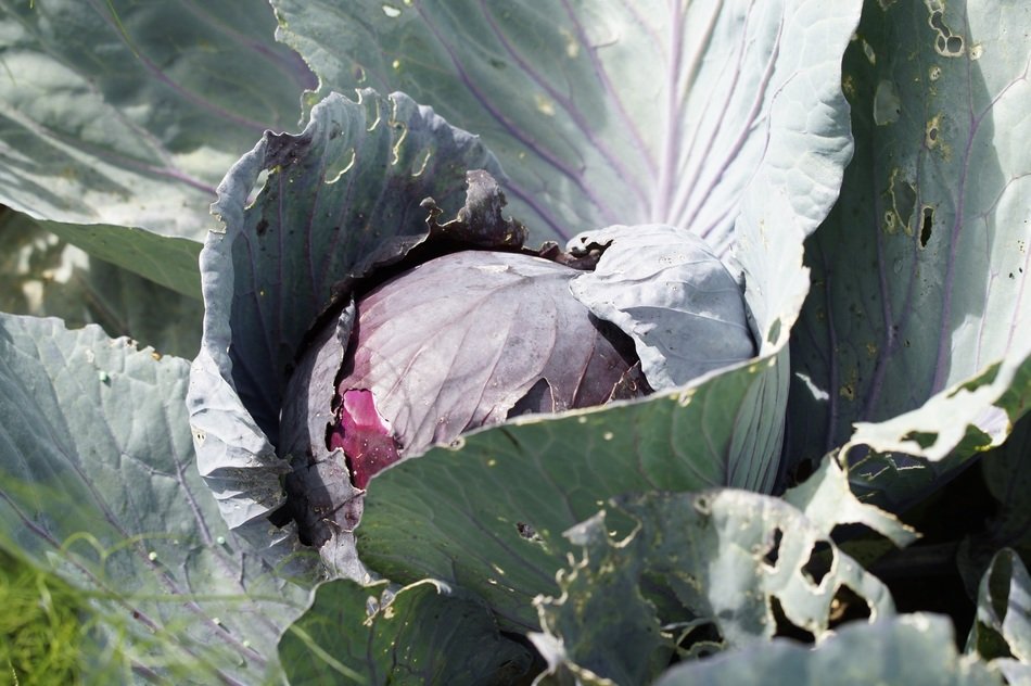 red cabbage in the garden in the sun