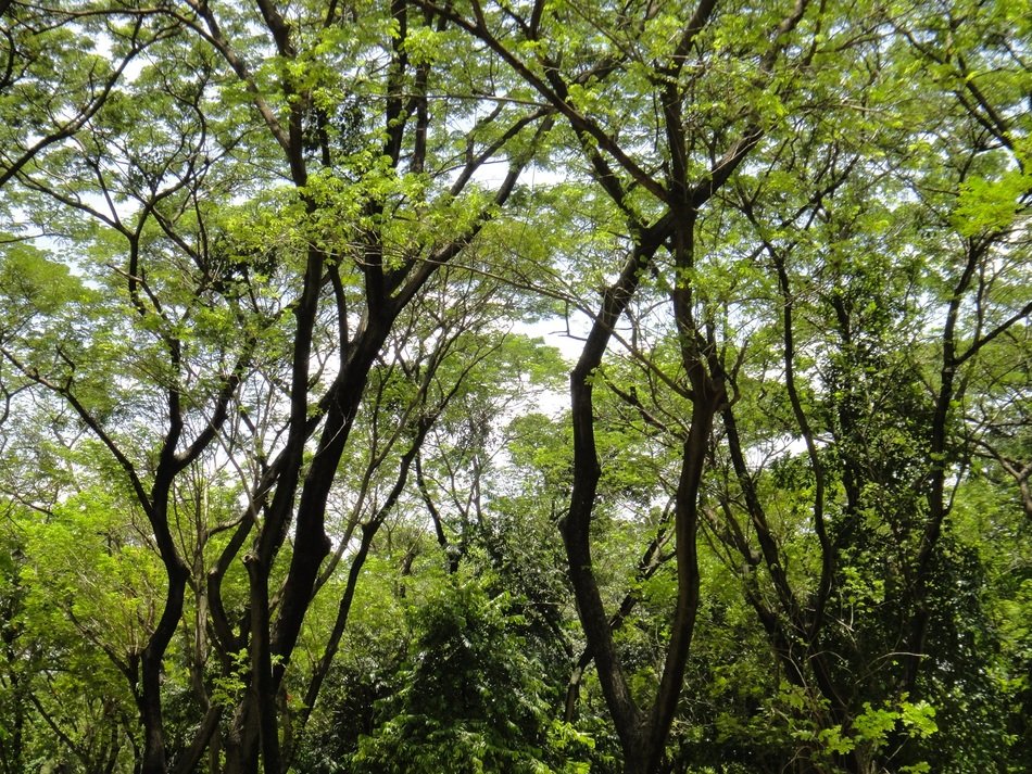 rainforest in indonesia