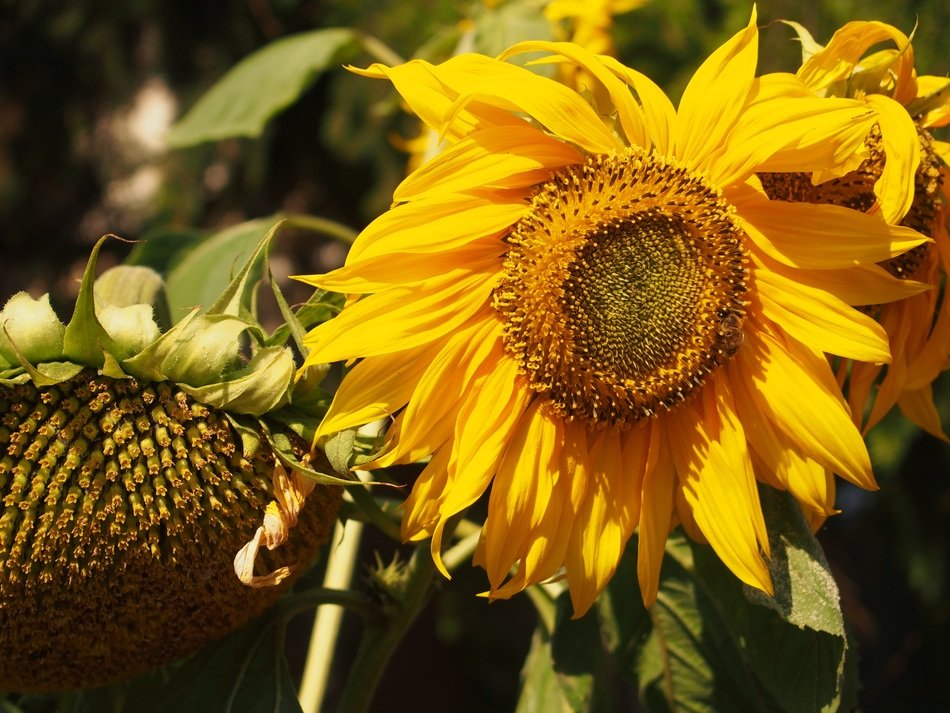 filled with sunflower