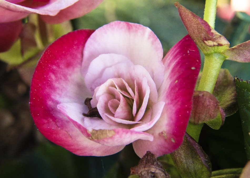 Picture of the begonia flower