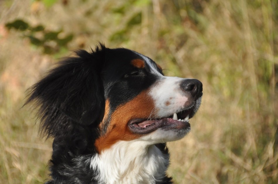 muzzle of the Bernese Mountain Dog
