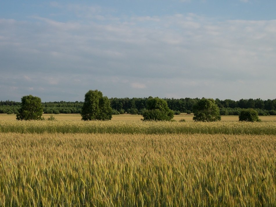Landscape near the village