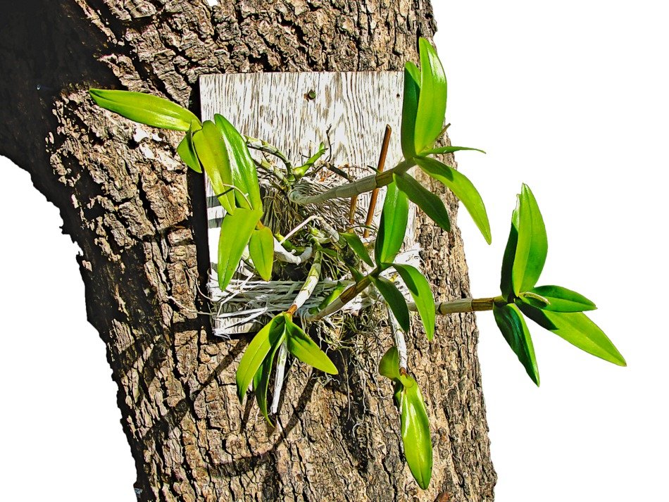orchid plant on the tree