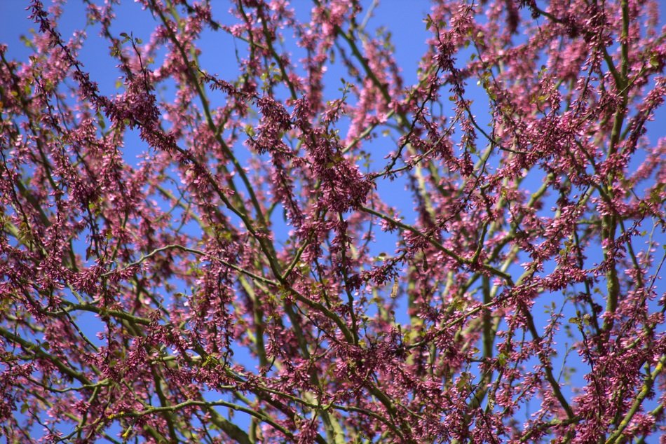 Purple flowers on the tree in spring