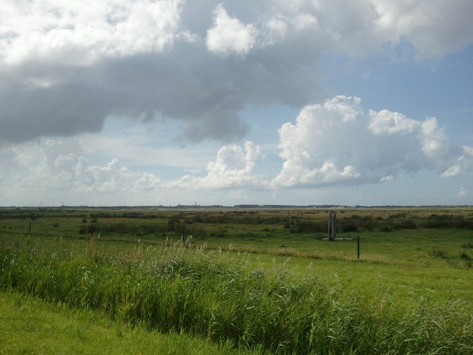 fluffy clouds in sky above meadow at summer