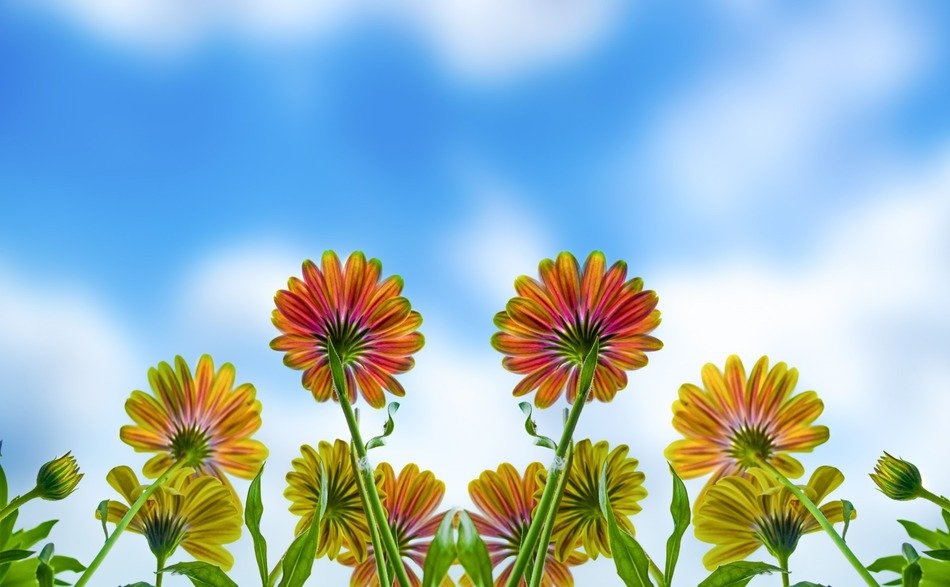 summer flowers mirrored