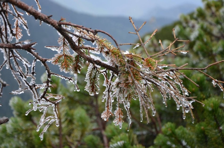 Ice on the tree near Tatry