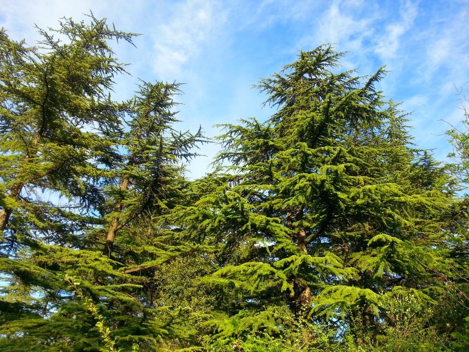 botanic park in Tbilisi