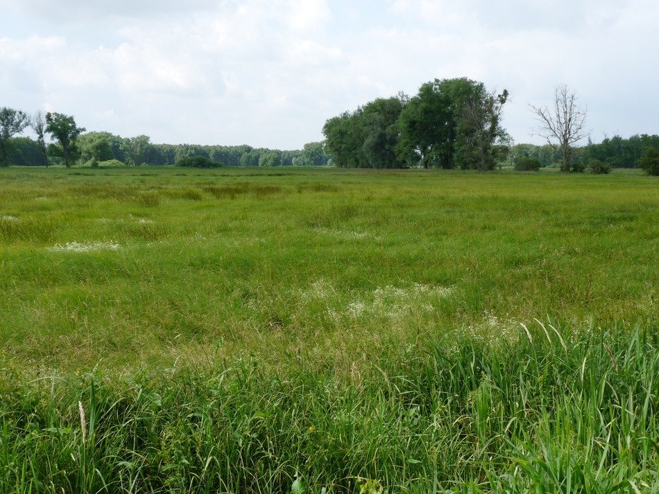 Meadow of green grass in Wolfsburg