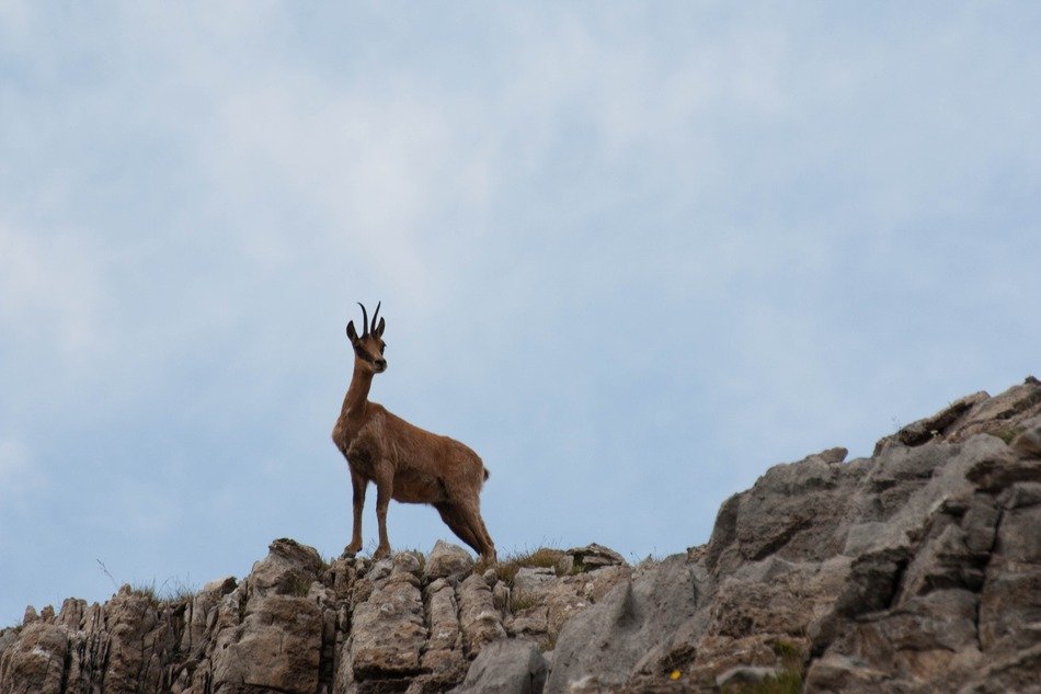 ROE deer on rocks