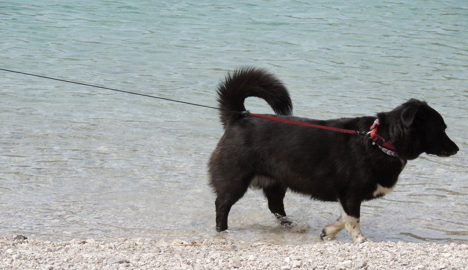 black dog walking by the lake