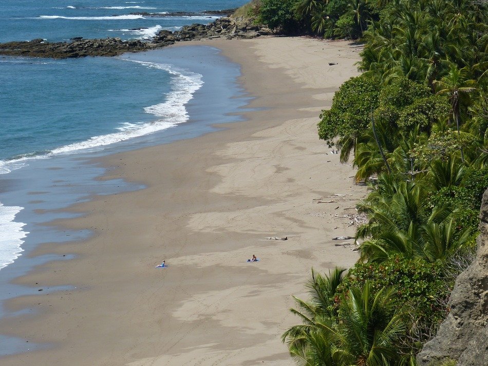 rainforest on the beach by the ocean