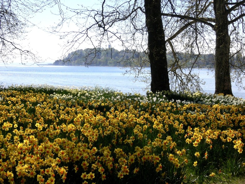 glade of bright osterglocken near the lake