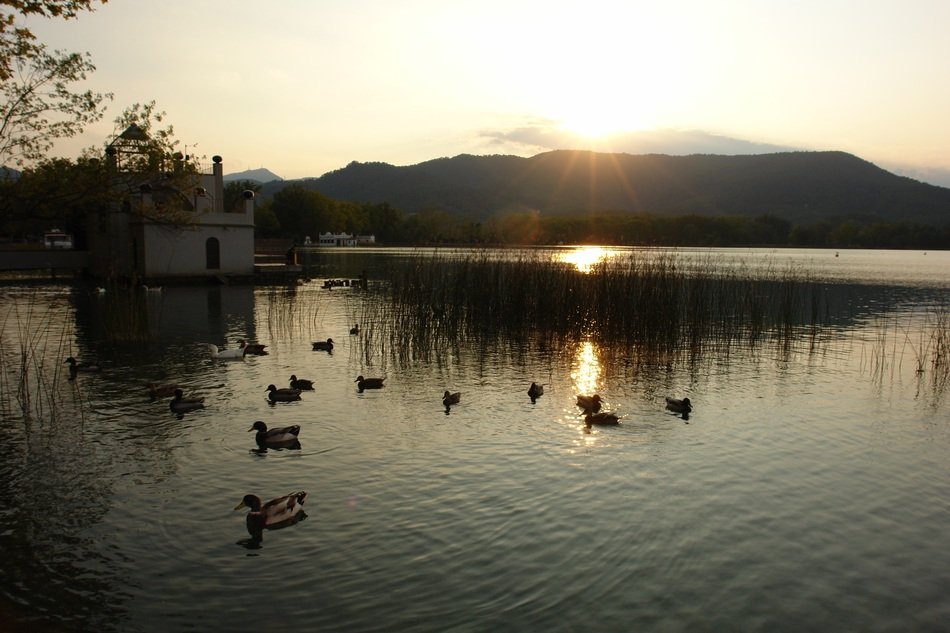 ducks on the lake of Banyoles