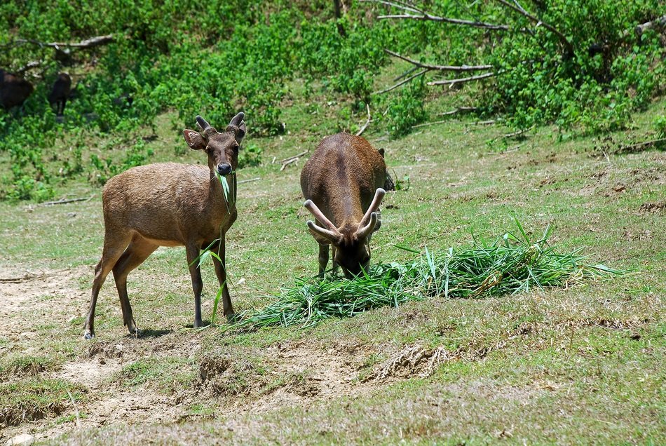 deer eat grass in the forest