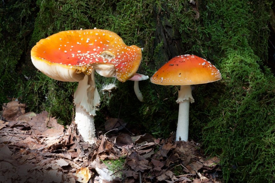 fly agaric in the green forest