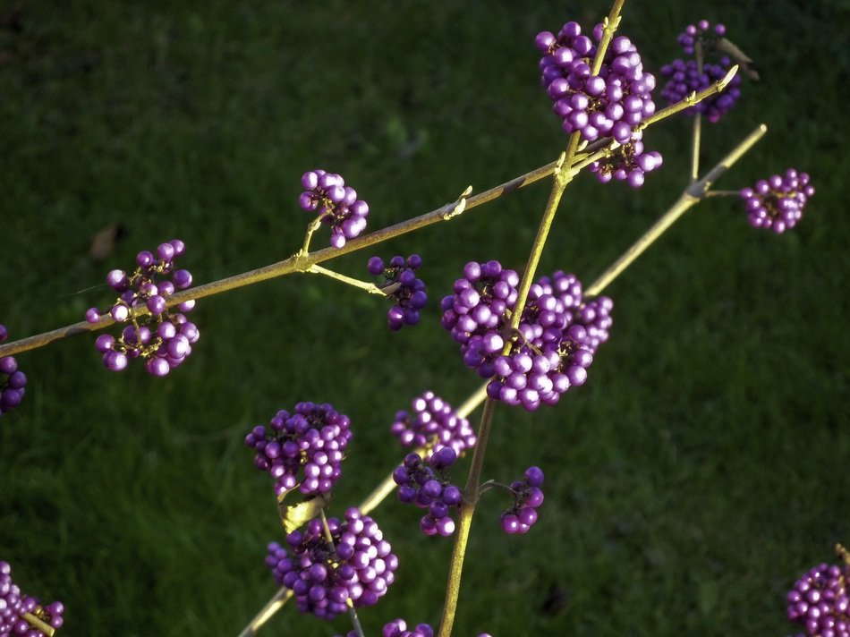Beautiful plant with purple berries at green grass background
