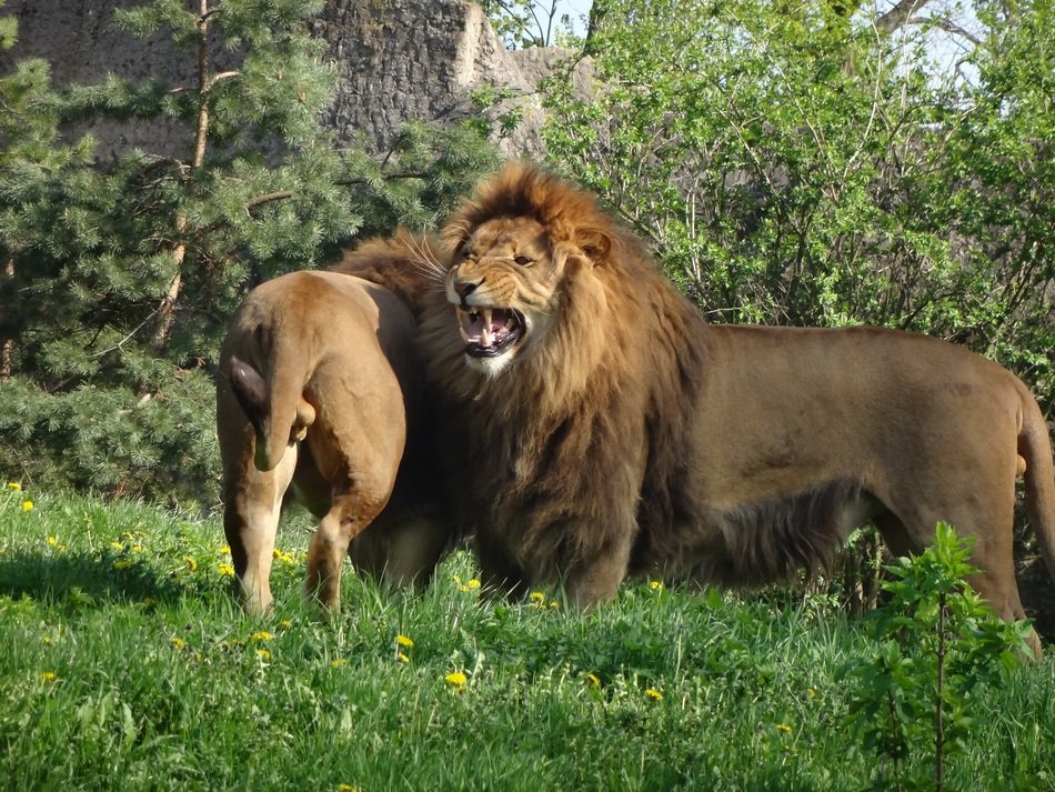 lions on green grass in the wild