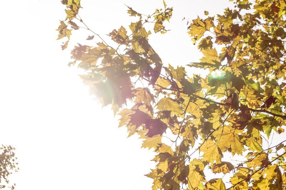 branch with yellow leaves in the rays of the sun