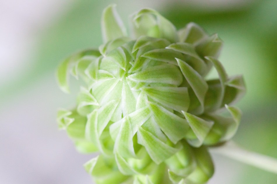 garlic blossom