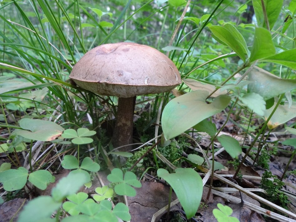 boletus among green vegetation close up