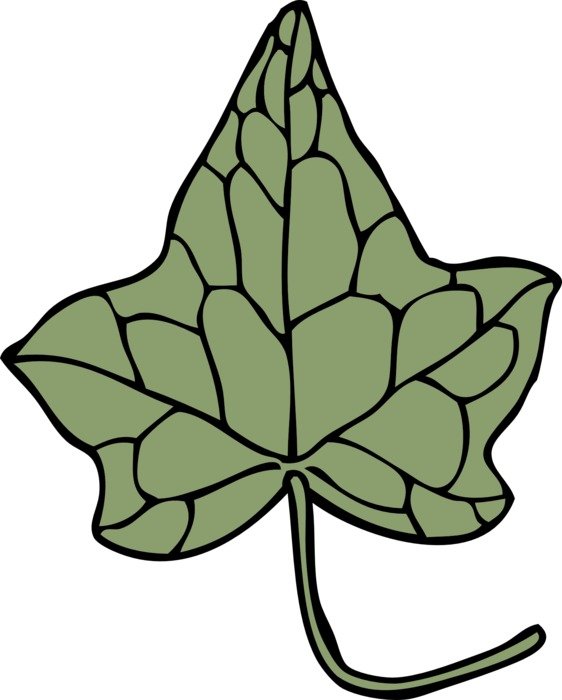 ivy leaf flora botany nature