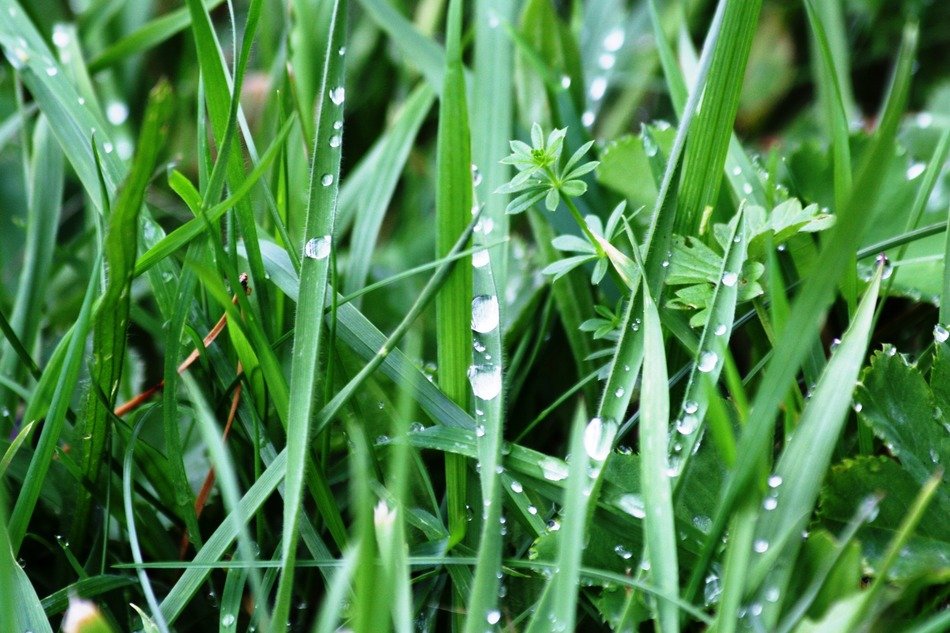 Drops of water on the green leaves on the meadow
