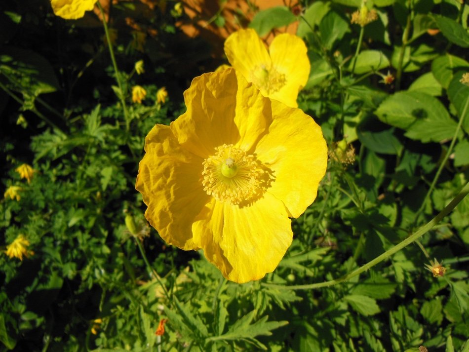 meconopsis cambrica welsh