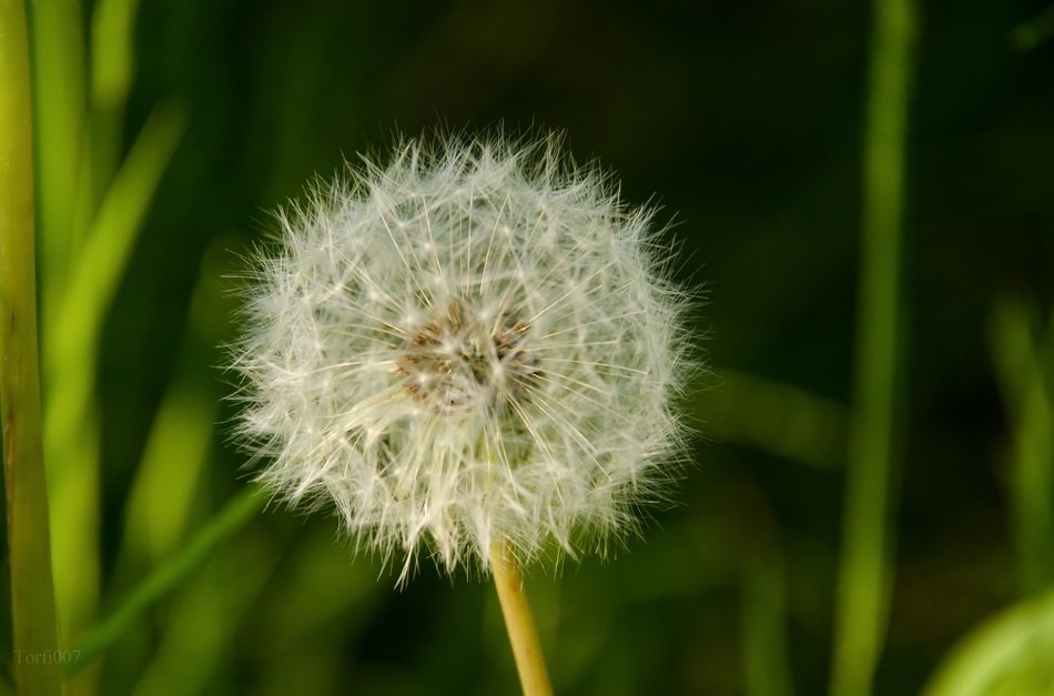 White dandelion at blur green background