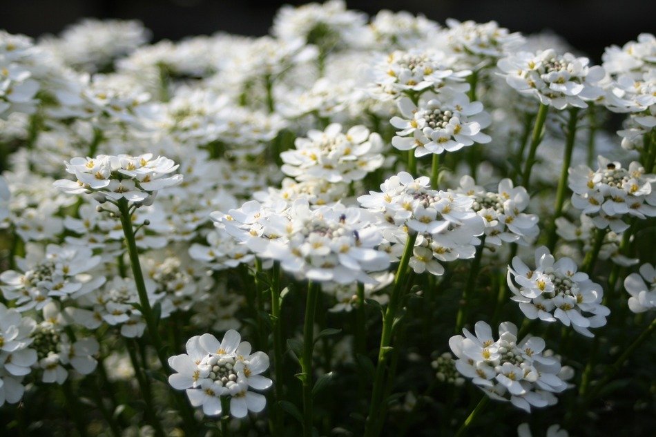 blooming Iberis, white flowers