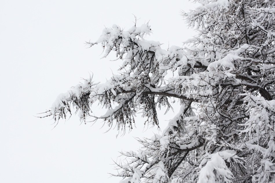 snowy forest n