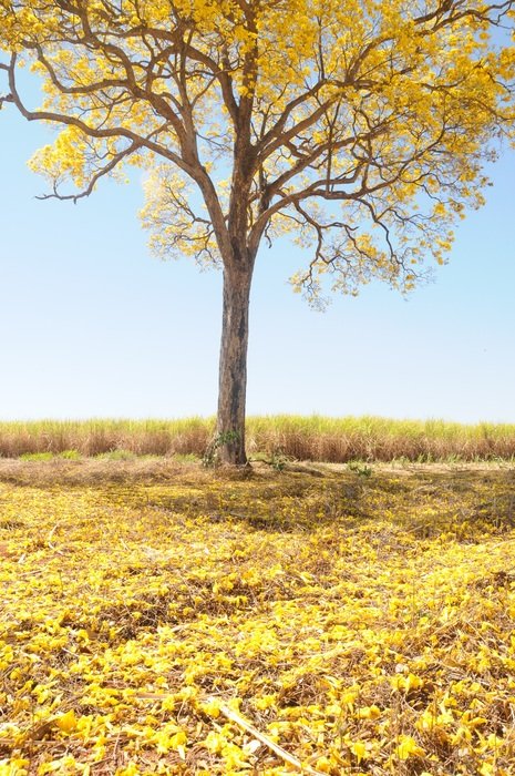 tree with yellow leaves in spring