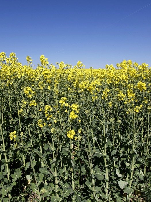 Field of raps with high stems