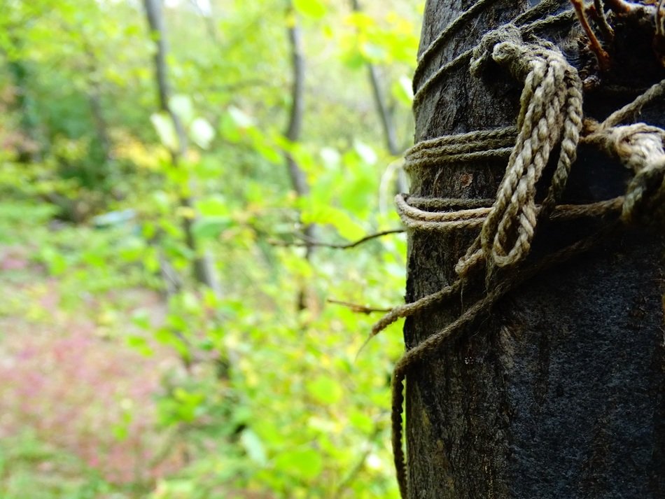 cord forest tree