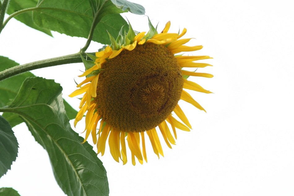 irresistible sunflower yellow