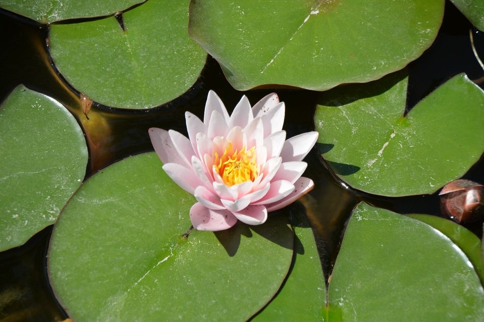 beautiful lily flower on the pond in spring