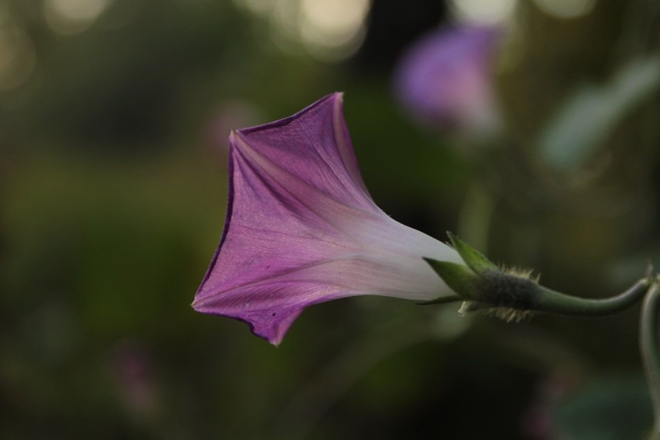 purple flower of a climbing plant close-up