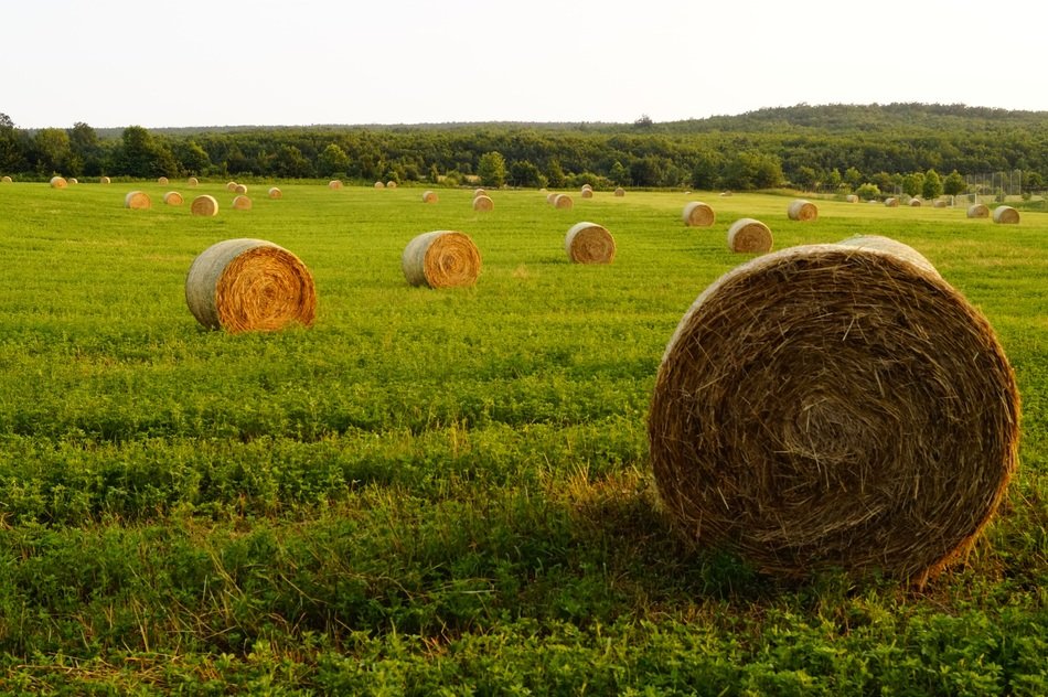 straw bales on the meadow