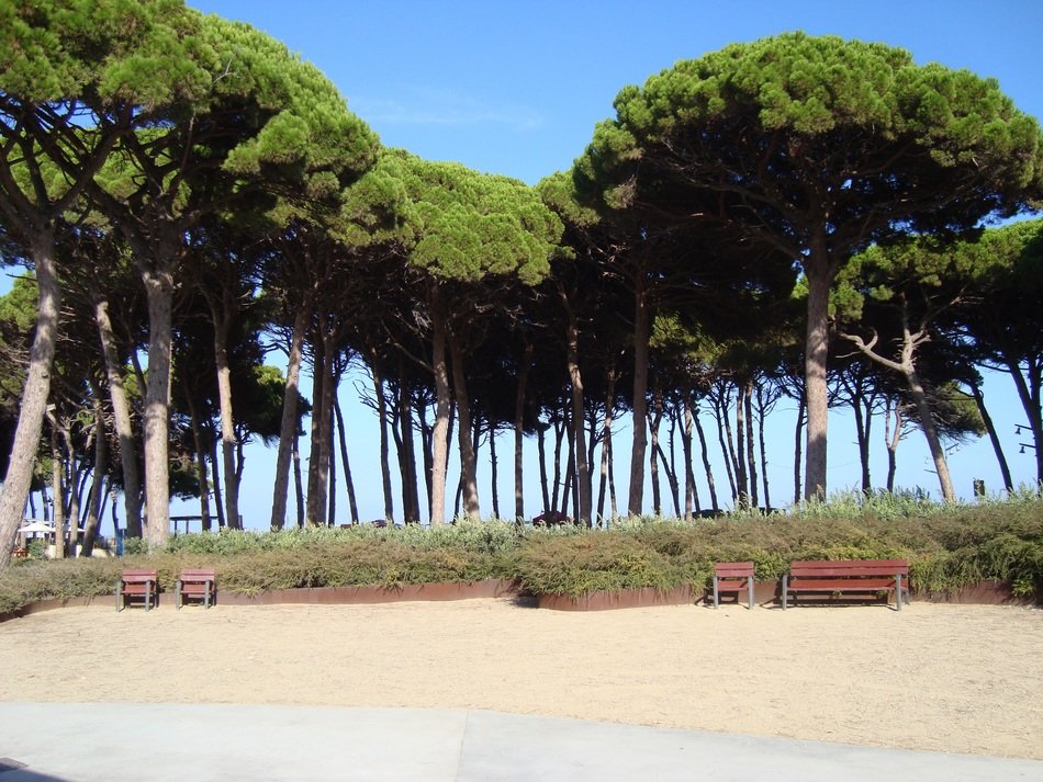 pinewood on Pineda beach