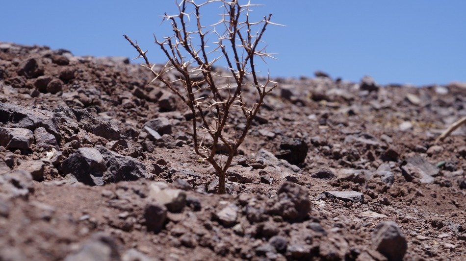 dry tree on the hill among the stones
