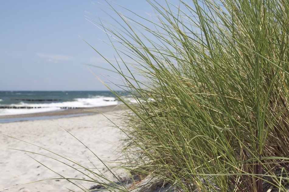 Picture of grass on a beach