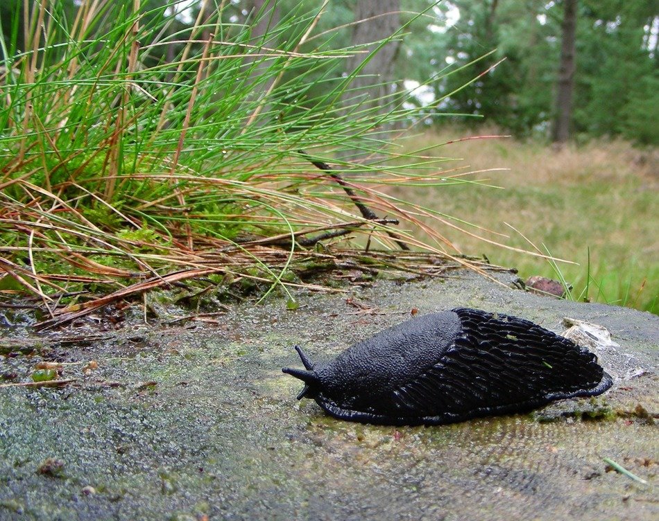Large black snail in a meadow