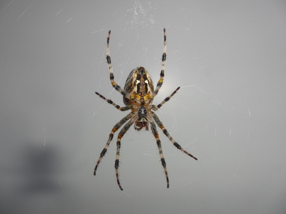 colored spider insect close-up on blurred background